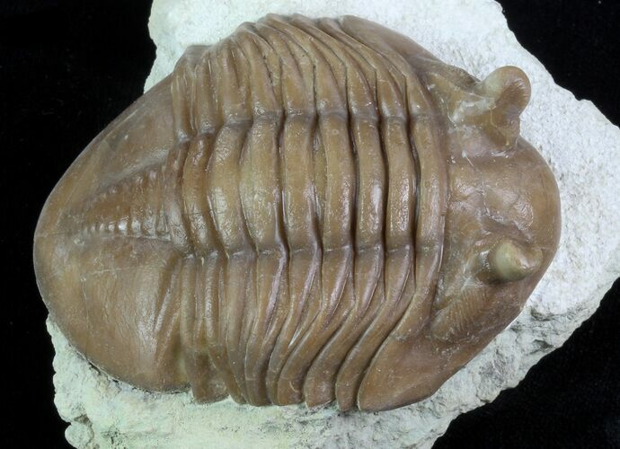 Asaphus Holmi Trilobite - Scare Asaphid #89055